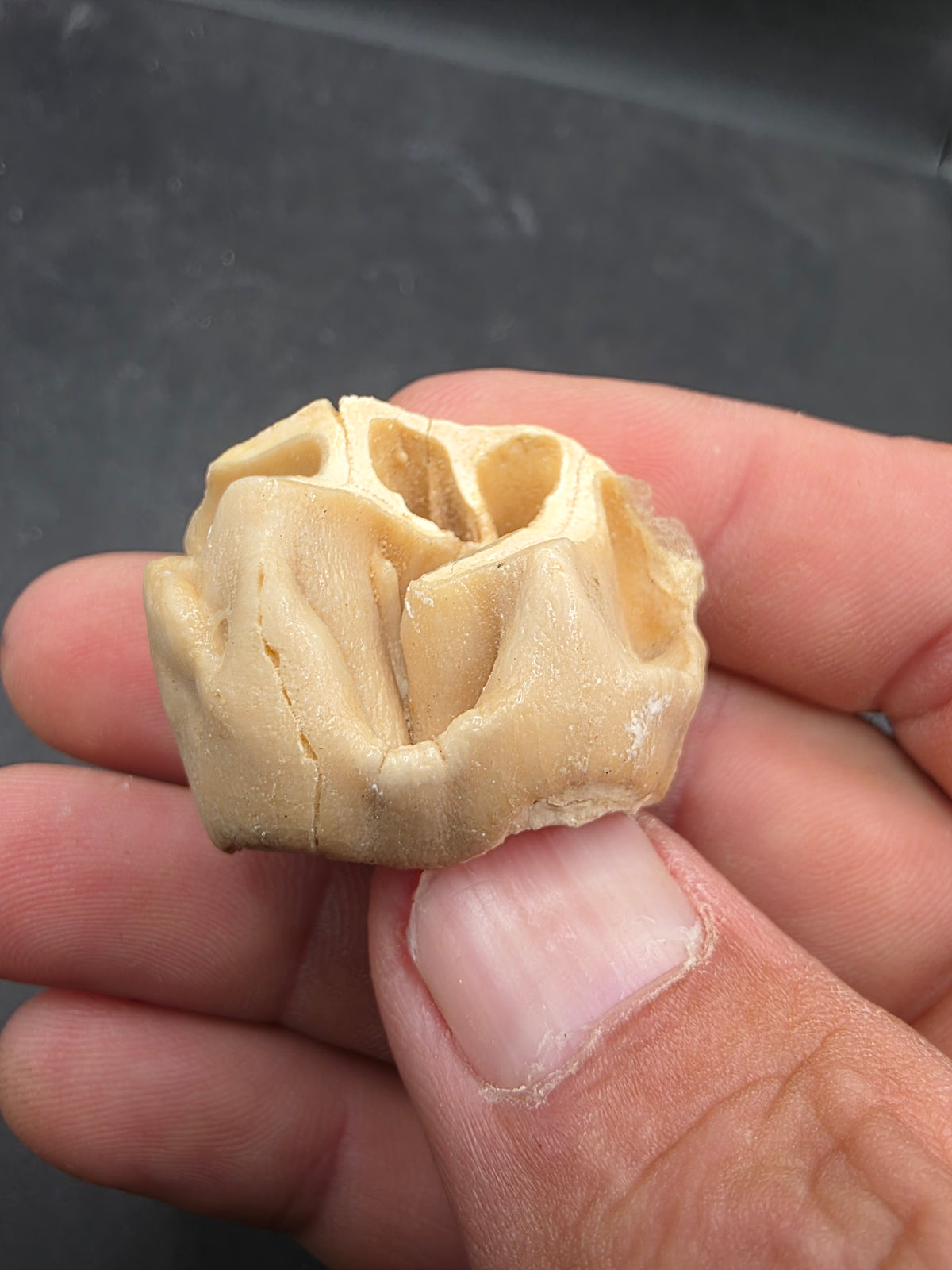 Teleoceras Tooth-Oklahoma 001