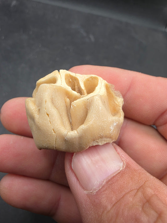 Teleoceras Tooth-Oklahoma 001