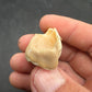 Teleoceras Tooth-Oklahoma 001