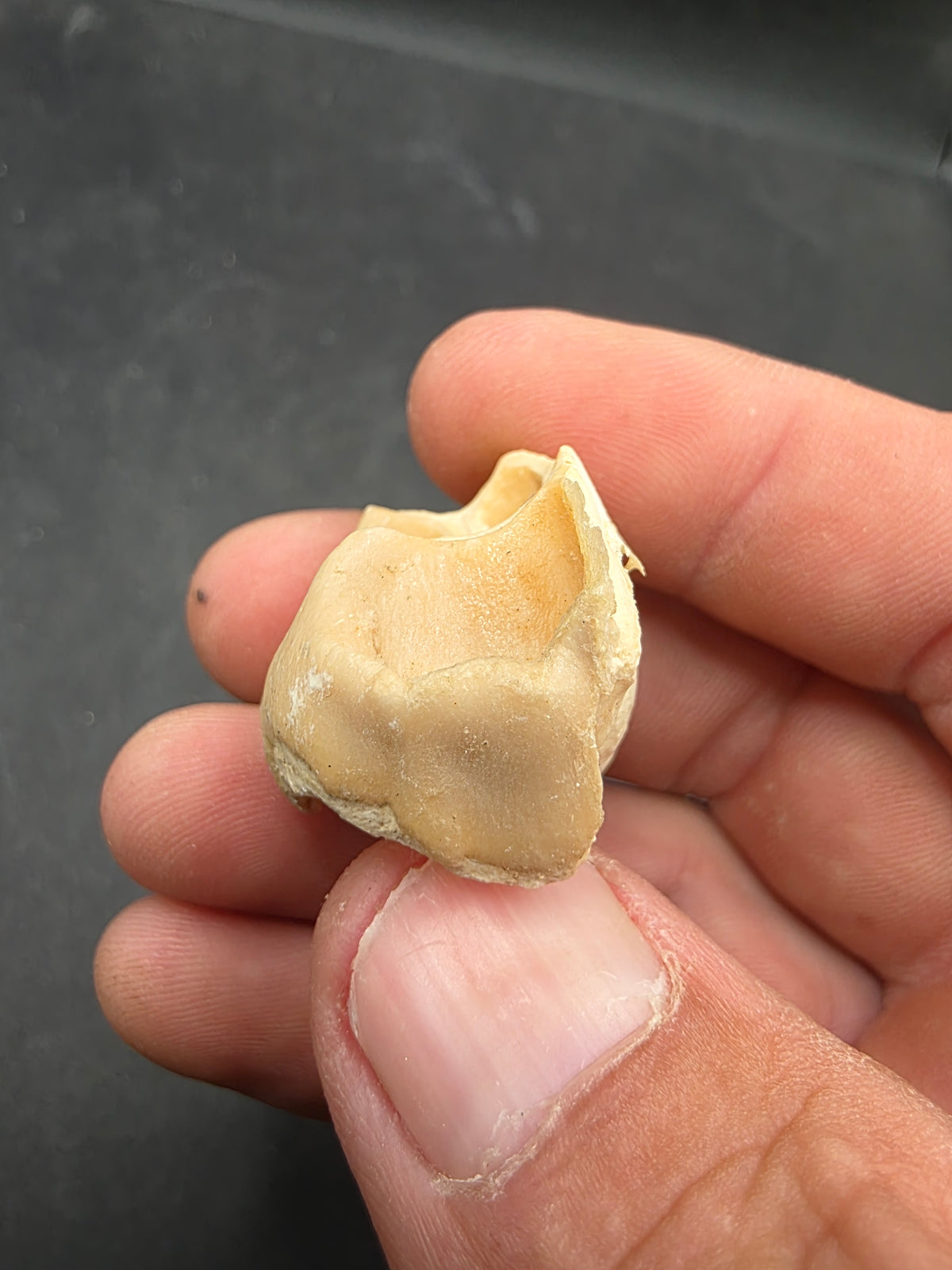 Teleoceras Tooth-Oklahoma 001