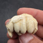 Teleoceras Tooth-Oklahoma 001
