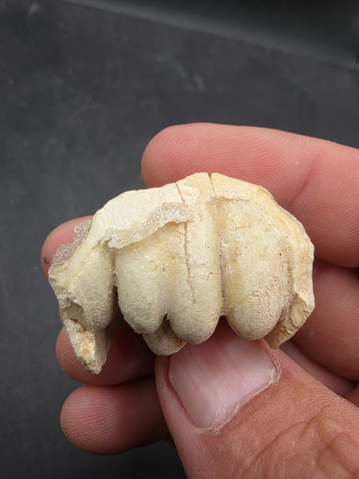 Teleoceras Tooth-Oklahoma 001