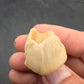 Teleoceras Tooth-Oklahoma 001