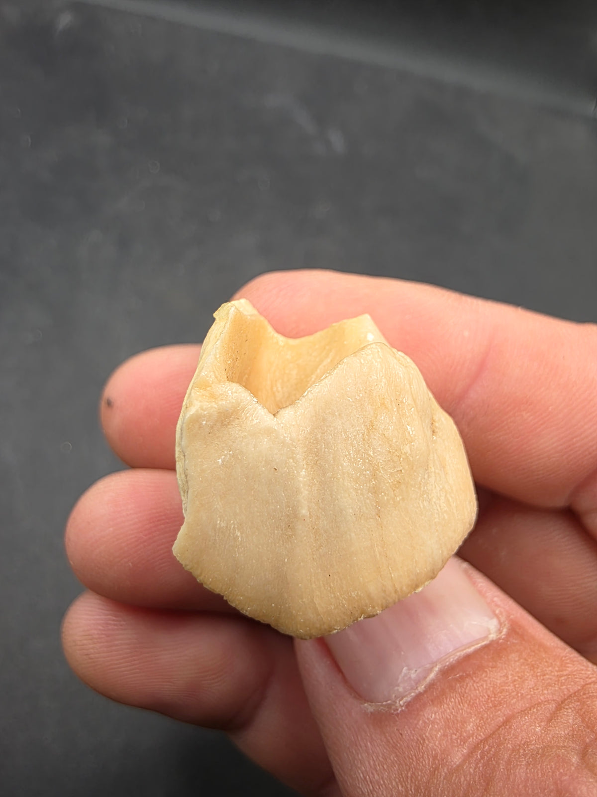 Teleoceras Tooth-Oklahoma 001