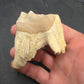 Teleoceras Tooth-Oklahoma 001