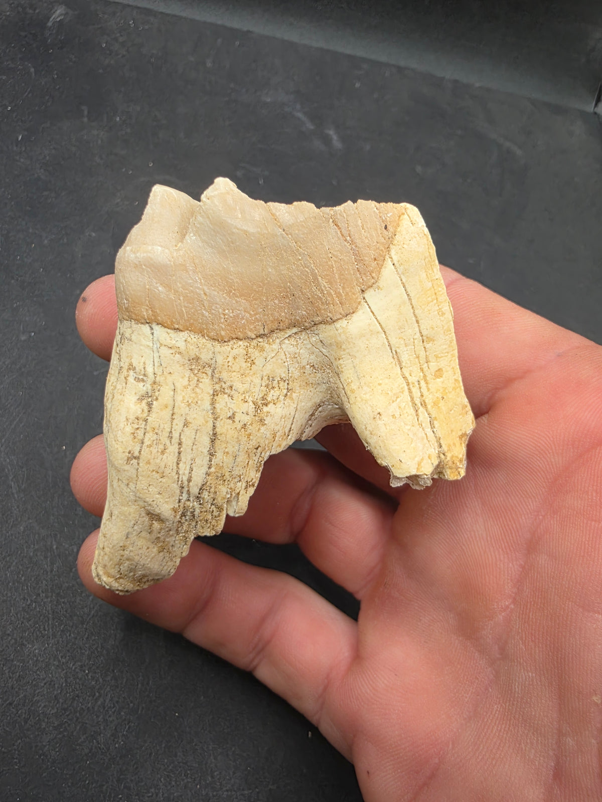 Teleoceras Tooth-Oklahoma 001