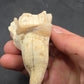 Teleoceras Tooth-Oklahoma 001