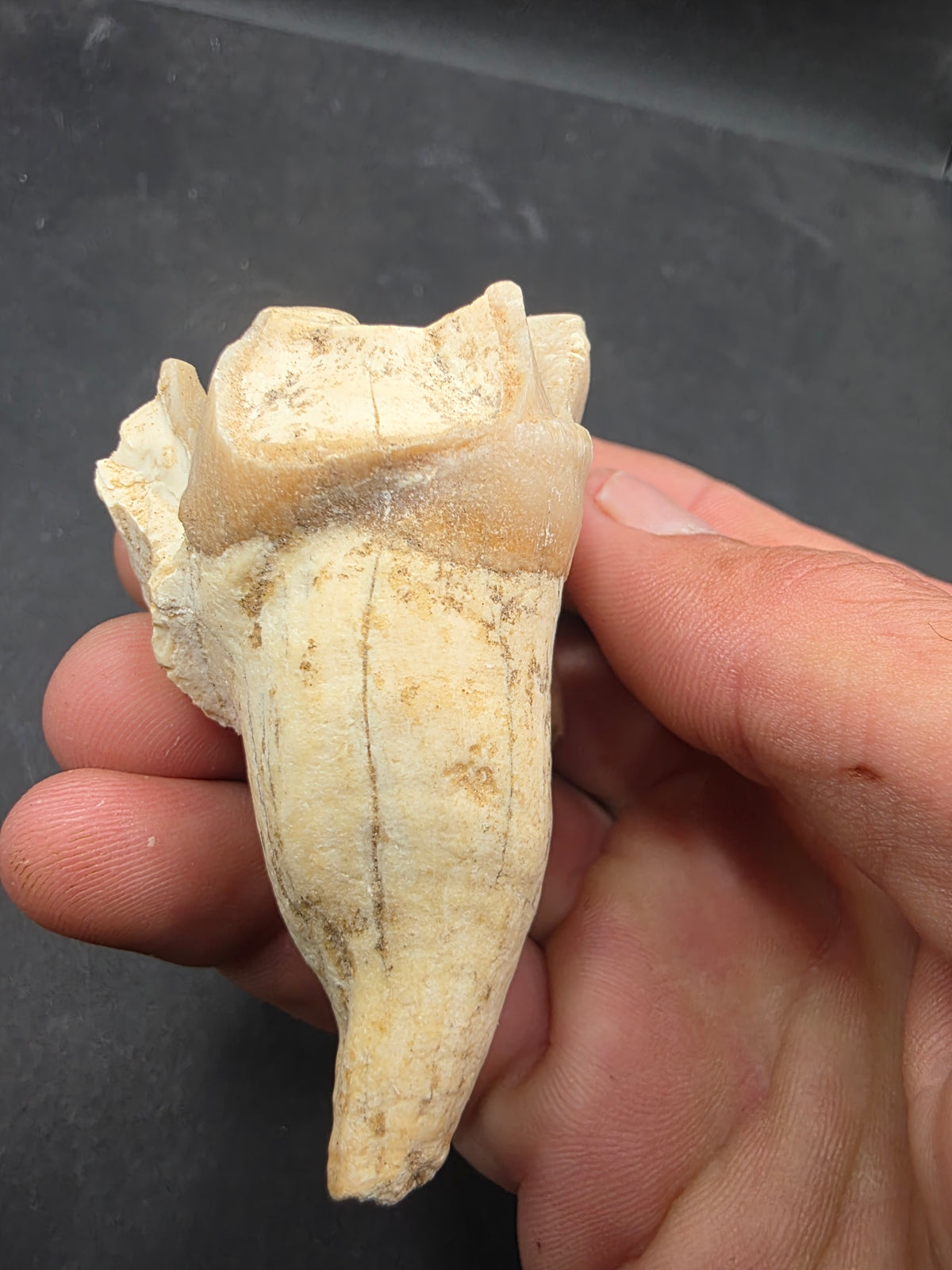 Teleoceras Tooth-Oklahoma 001