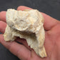 Teleoceras Tooth-Oklahoma 001
