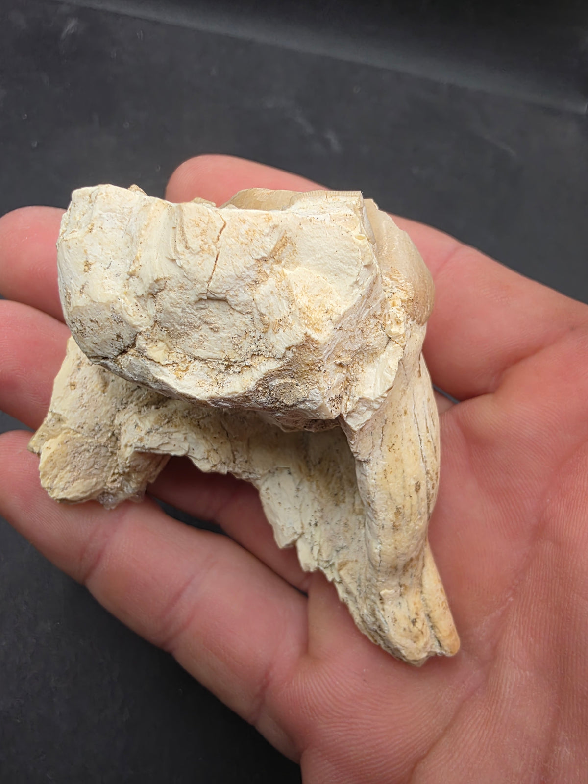 Teleoceras Tooth-Oklahoma 001