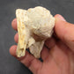 Teleoceras Tooth-Oklahoma 001