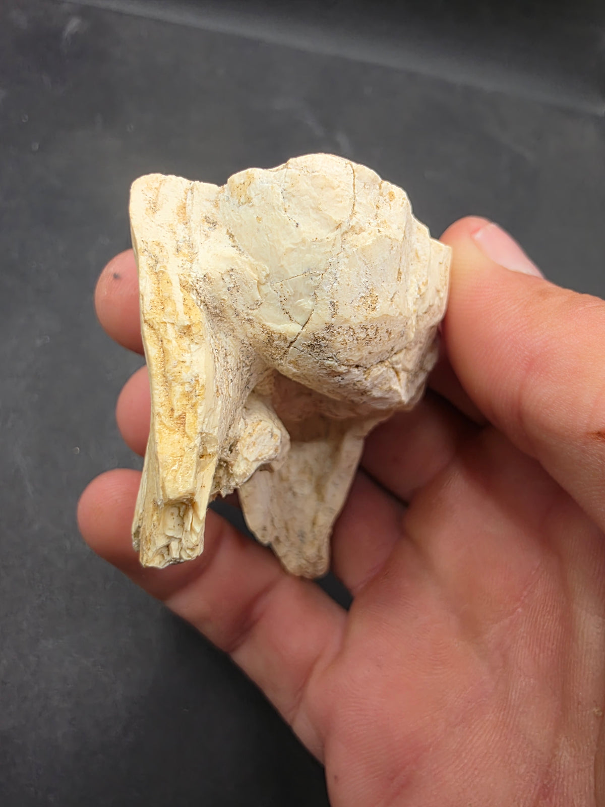 Teleoceras Tooth-Oklahoma 001