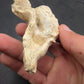 Teleoceras Tooth-Oklahoma 001