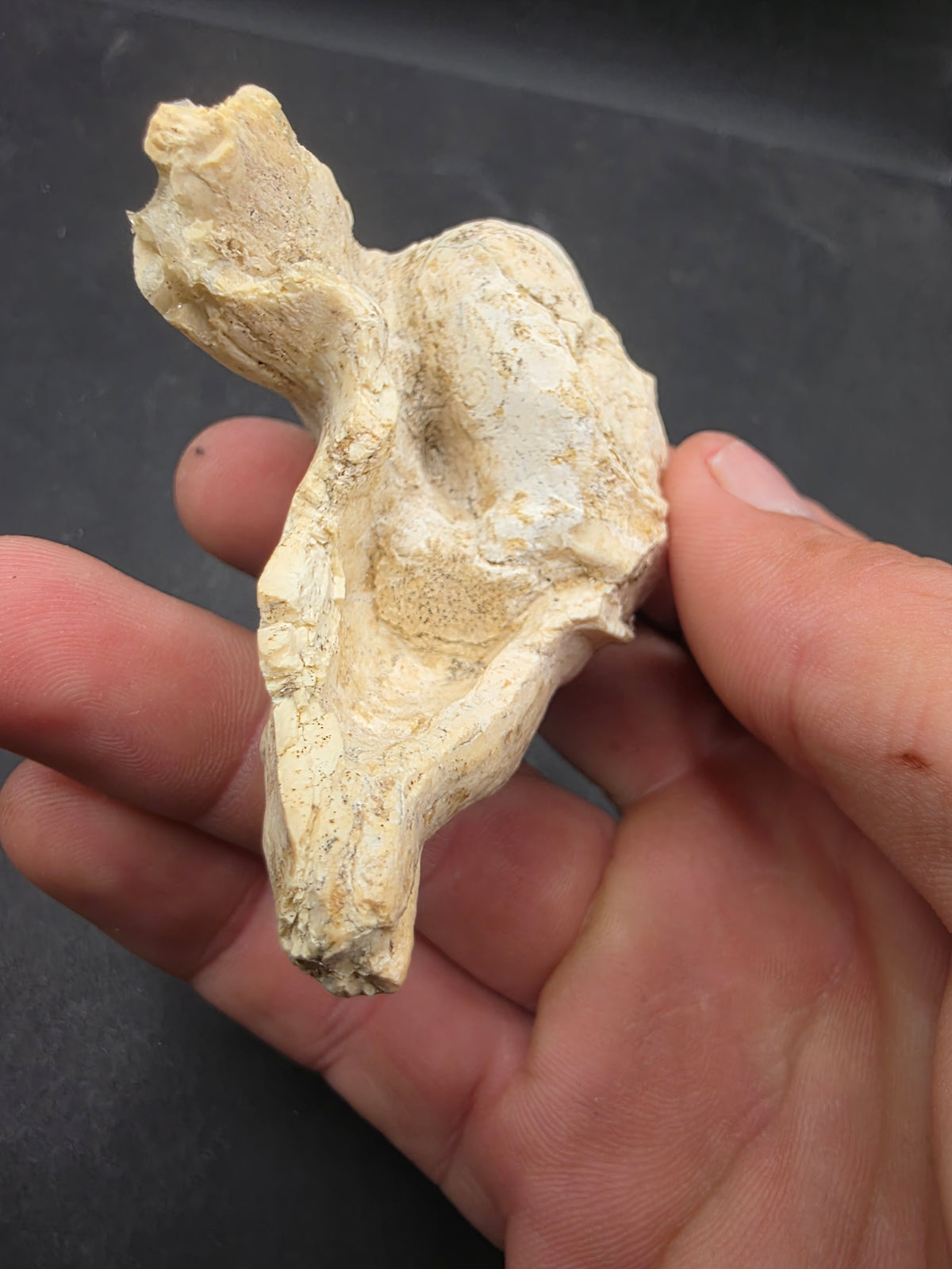 Teleoceras Tooth-Oklahoma 001