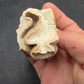 Teleoceras Tooth-Oklahoma 001