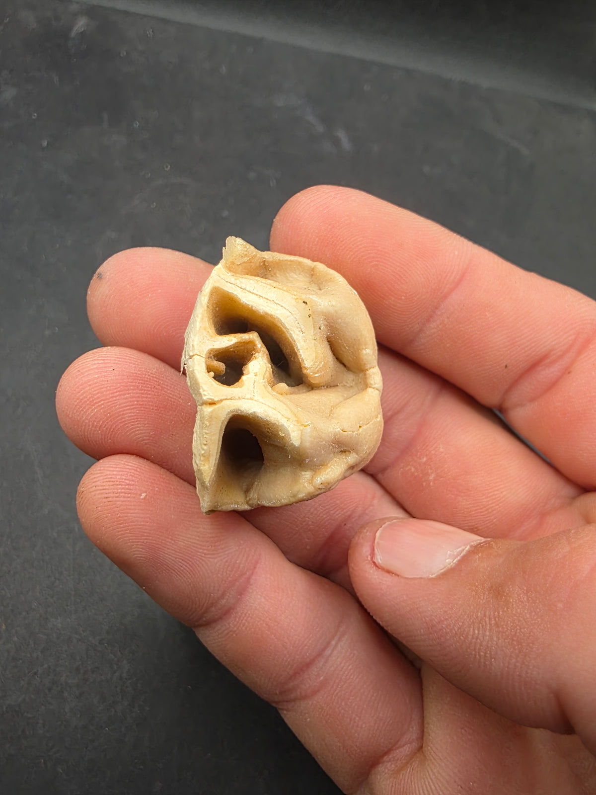 Teleoceras Tooth-Oklahoma 001