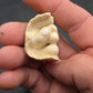 Teleoceras Tooth-Oklahoma 001
