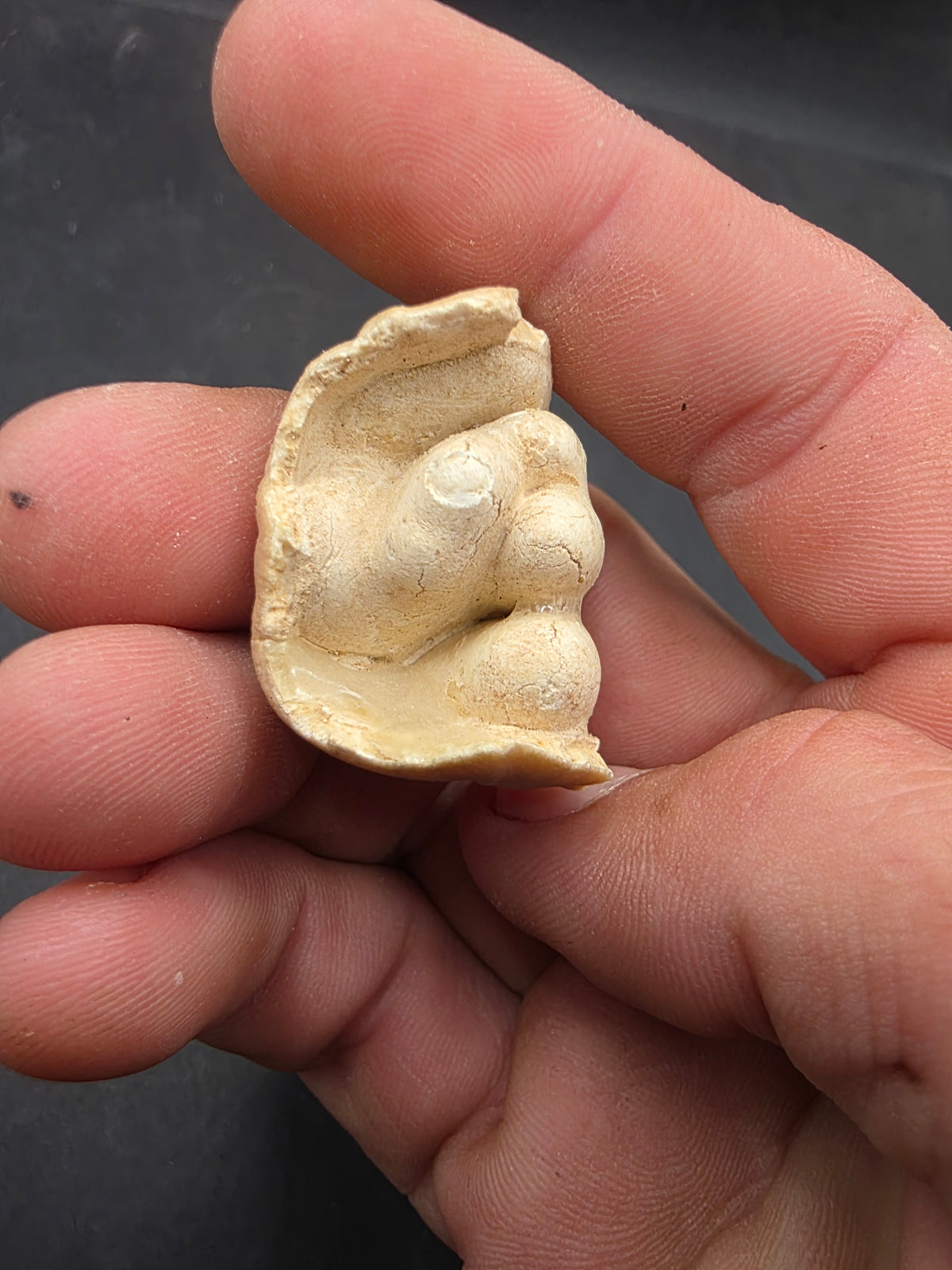 Teleoceras Tooth-Oklahoma 001