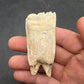 Pliohippus Tooth-Oklahoma 004