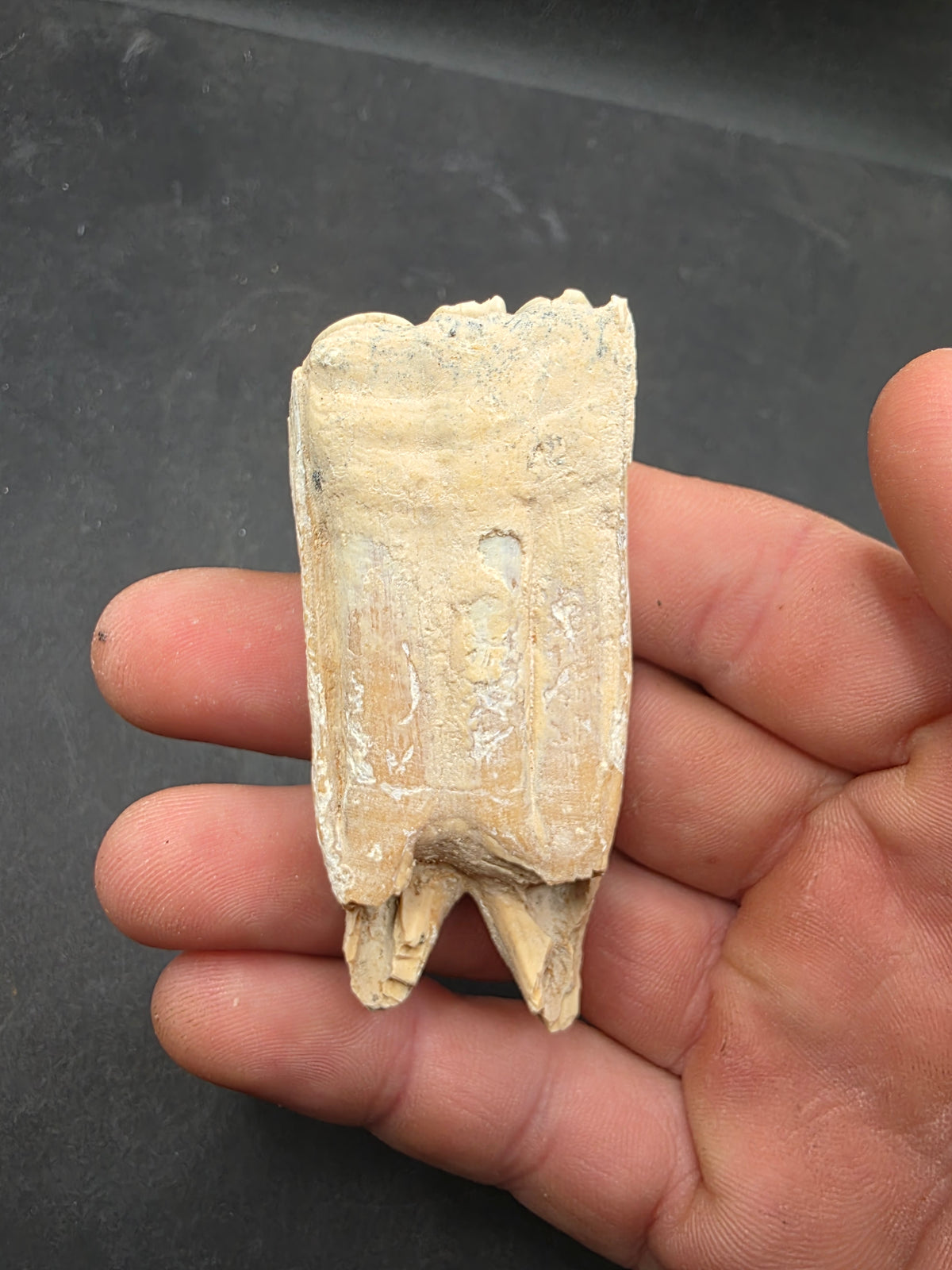 Pliohippus Tooth-Oklahoma 004