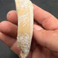Pliohippus Tooth-Oklahoma 004