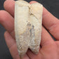 Pliohippus Tooth-Oklahoma 004
