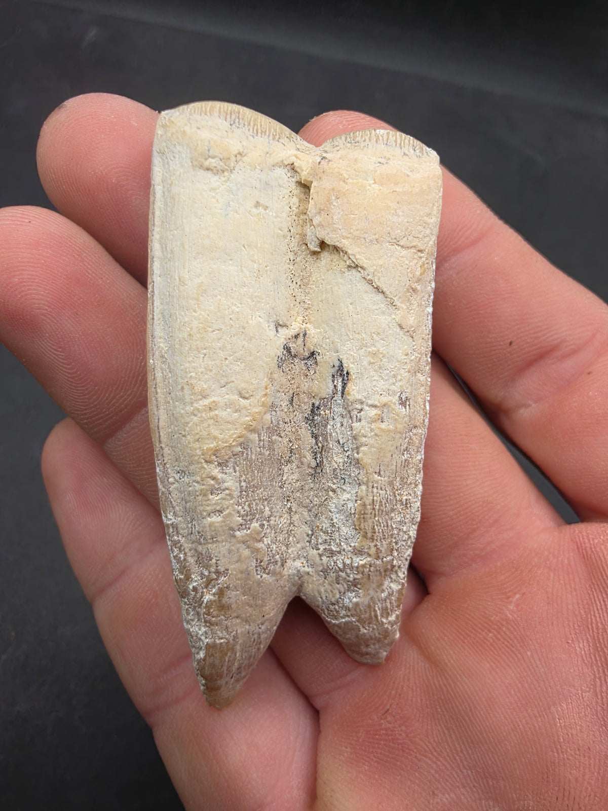 Pliohippus Tooth-Oklahoma 004