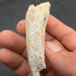 Pliohippus Tooth-Oklahoma 004