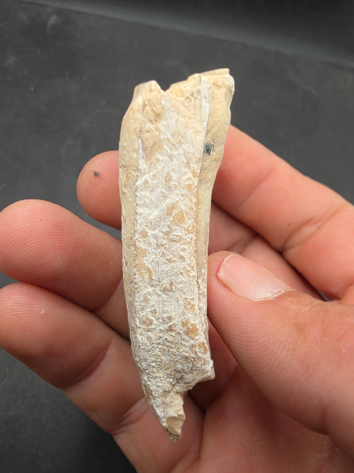 Pliohippus Tooth-Oklahoma 004