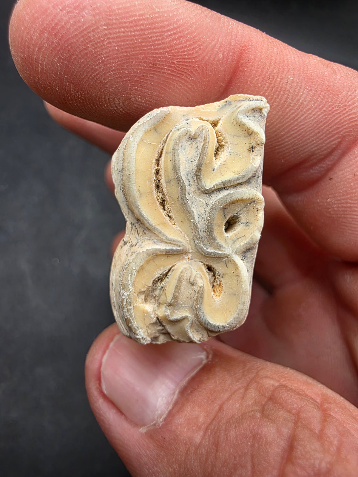 Pliohippus Tooth-Oklahoma 004
