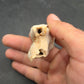 Pliohippus Tooth-Oklahoma 004