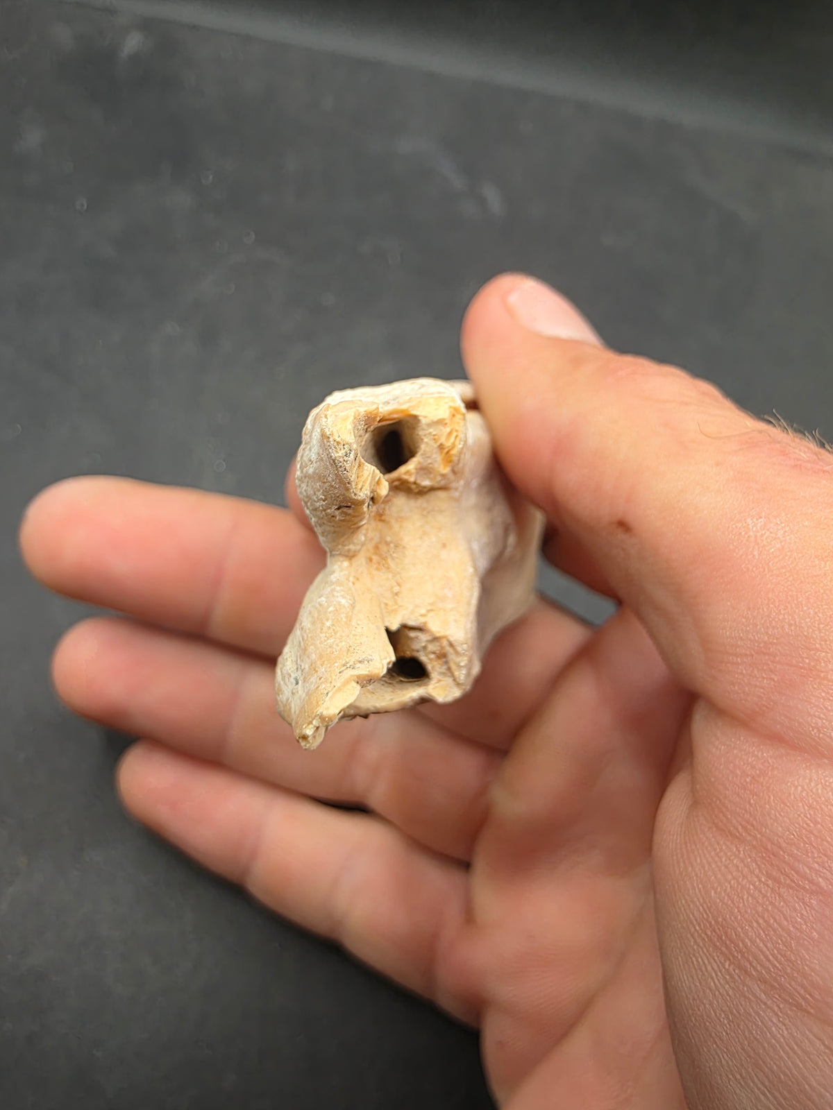 Pliohippus Tooth-Oklahoma 004