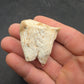 Teleoceras Tooth-Oklahoma 003