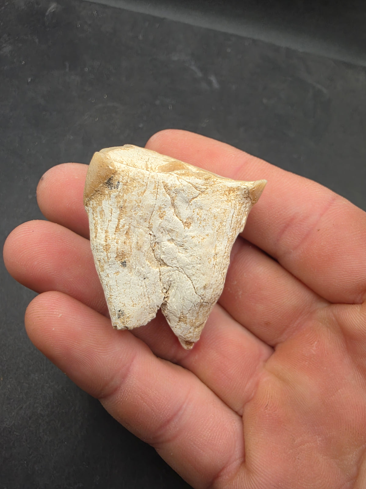 Teleoceras Tooth-Oklahoma 003