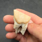 Teleoceras Tooth-Oklahoma 003