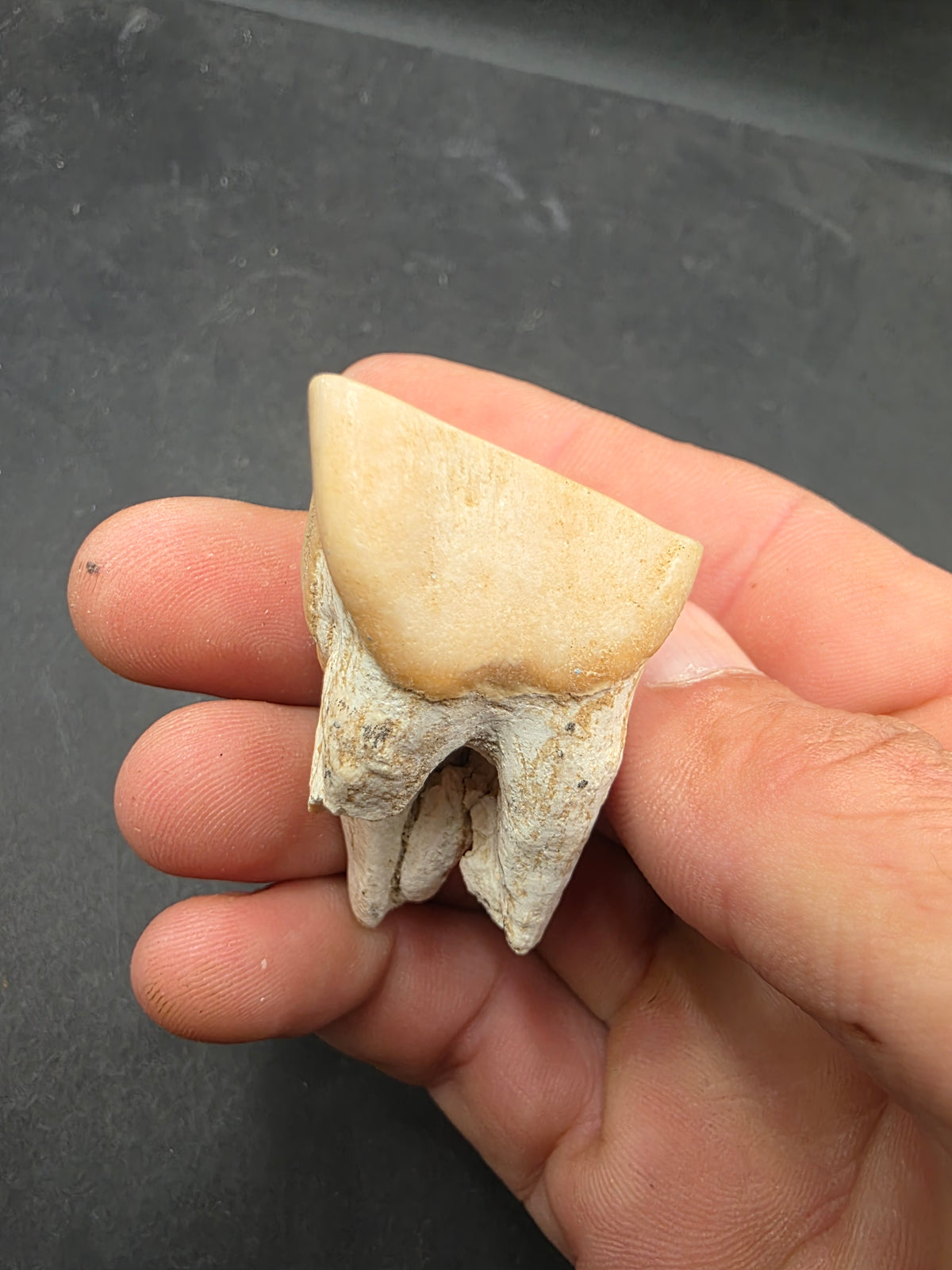 Teleoceras Tooth-Oklahoma 003