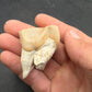 Teleoceras Tooth-Oklahoma 003