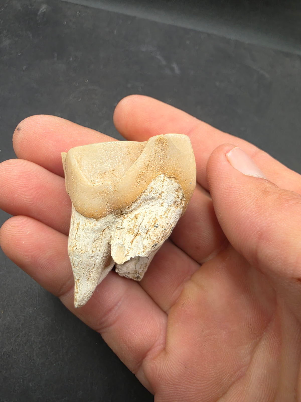 Teleoceras Tooth-Oklahoma 003