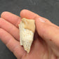 Teleoceras Tooth-Oklahoma 003