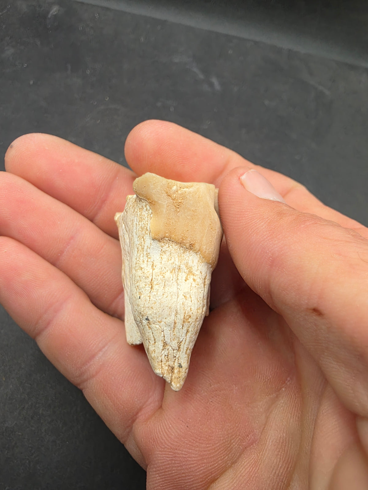 Teleoceras Tooth-Oklahoma 003