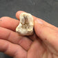 Teleoceras Tooth-Oklahoma 003