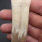 Pliohippus Tooth-Oklahoma 005