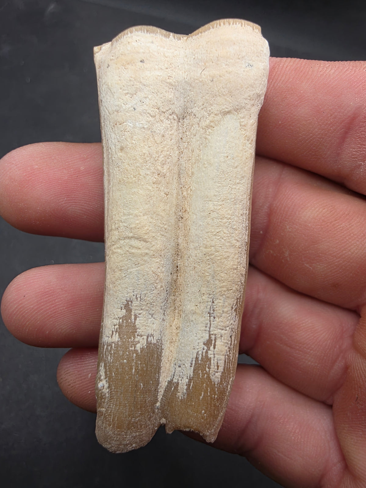 Pliohippus Tooth-Oklahoma 005