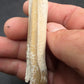 Pliohippus Tooth-Oklahoma 005