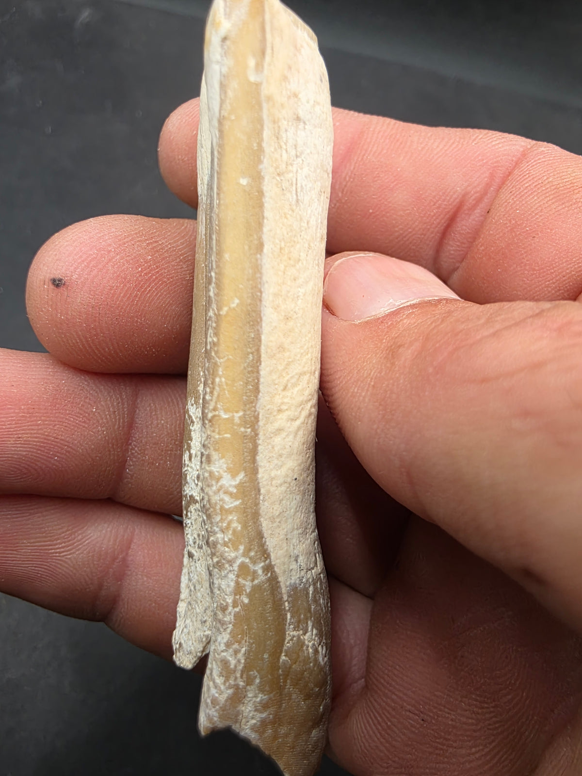 Pliohippus Tooth-Oklahoma 005