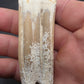 Pliohippus Tooth-Oklahoma 005
