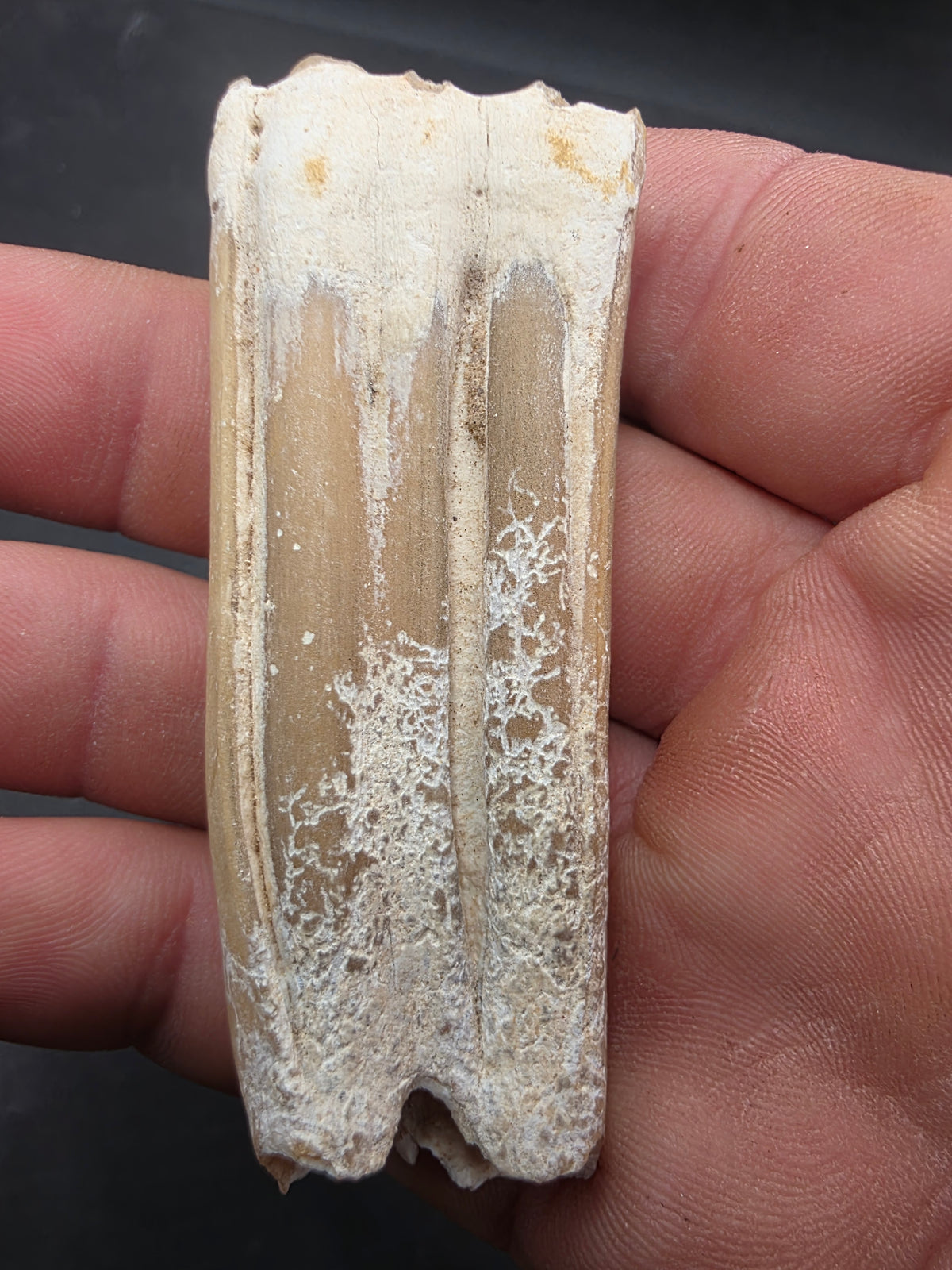 Pliohippus Tooth-Oklahoma 005