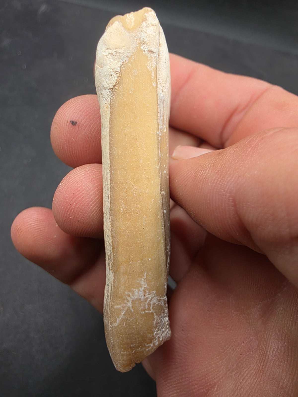 Pliohippus Tooth-Oklahoma 005