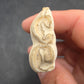 Pliohippus Tooth-Oklahoma 005