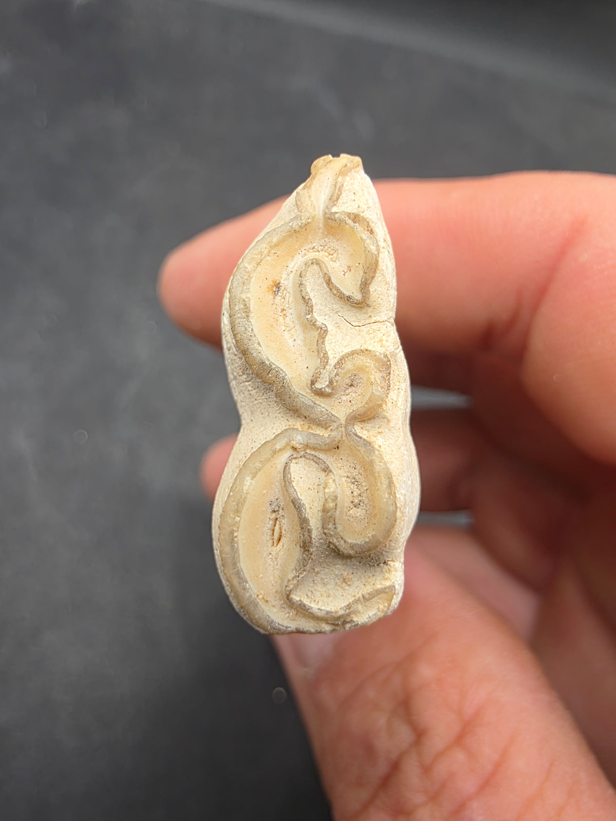Pliohippus Tooth-Oklahoma 005
